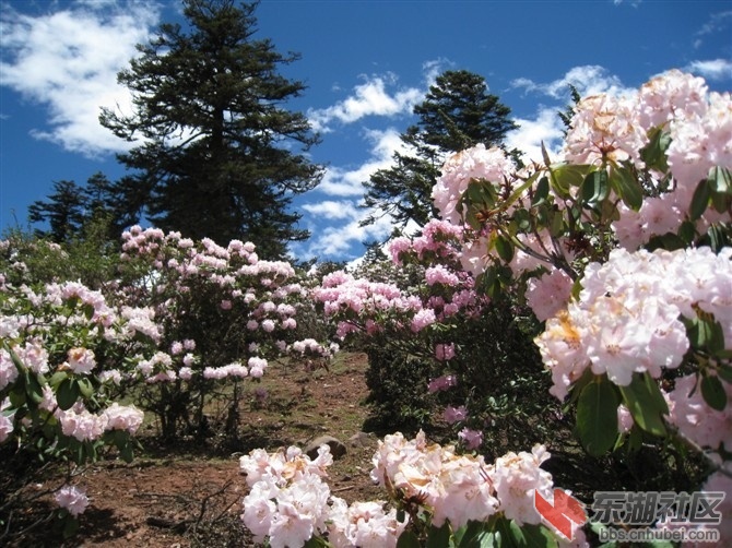 白马雪山杜鹃花2.jpg