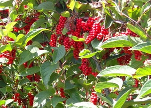 9c7fe553668a7953-cf32373de1ab80c3-b99289133bc0454bcca86016571e31fb_i.jpg