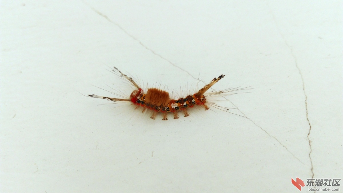 IMG_20150828_081357_副本.jpg