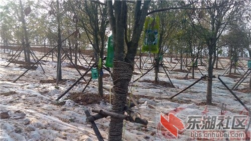 阳新园博园里，苗木为了以矫健的姿态迎接宾客，目前仍在输液调理身体，加强营养。（何祥生/摄） ...