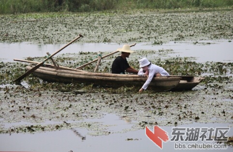 到汉江湿地三矶斗采摘野生菱角.jpg