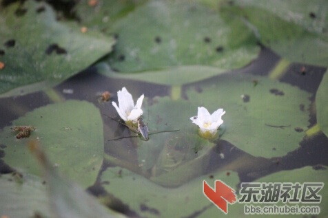 到汉江湿地三矶斗采摘野生菱角2.jpg