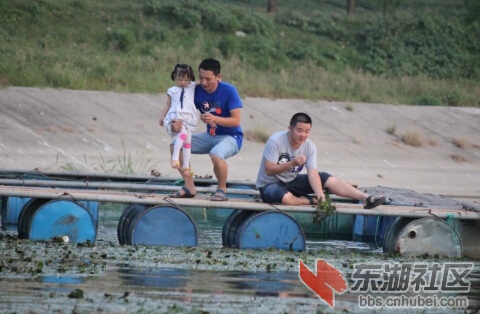 到汉江湿地三矶斗采摘野生菱角3.jpg