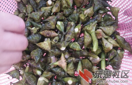 汉江湿地三矶斗采摘野生菱角收获满满.jpg