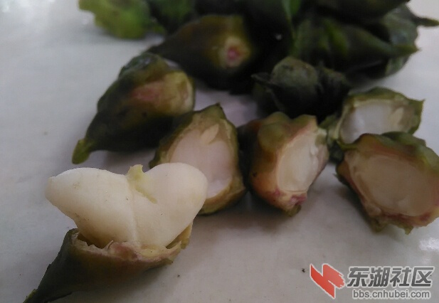 汉江湿地三矶斗的野生菱角2.jpg