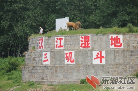 汉江湿地三矶斗.jpg
