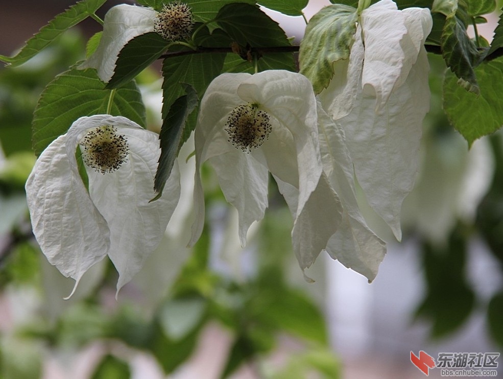 神农架鸽子花.jpg