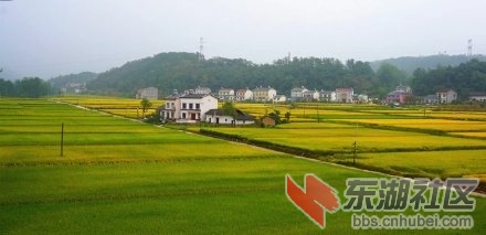 稻谷逐渐成熟