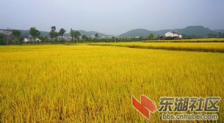 一片一片