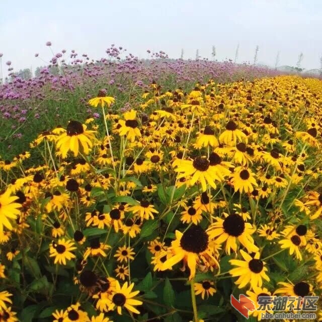 阳新军垦花海.jpg