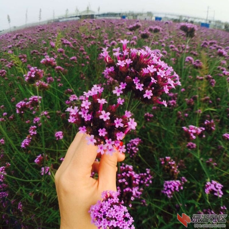 阳新花海