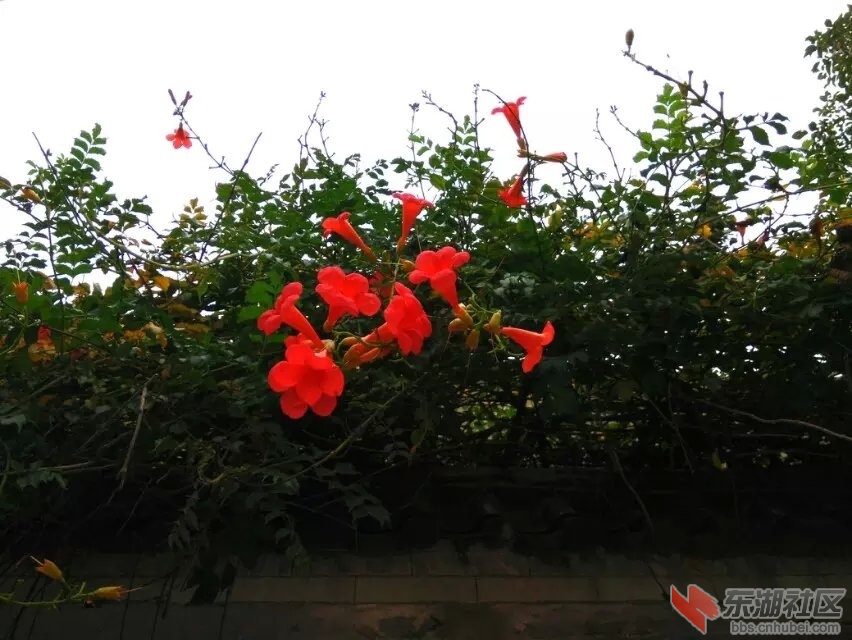凌霄花4.jpg