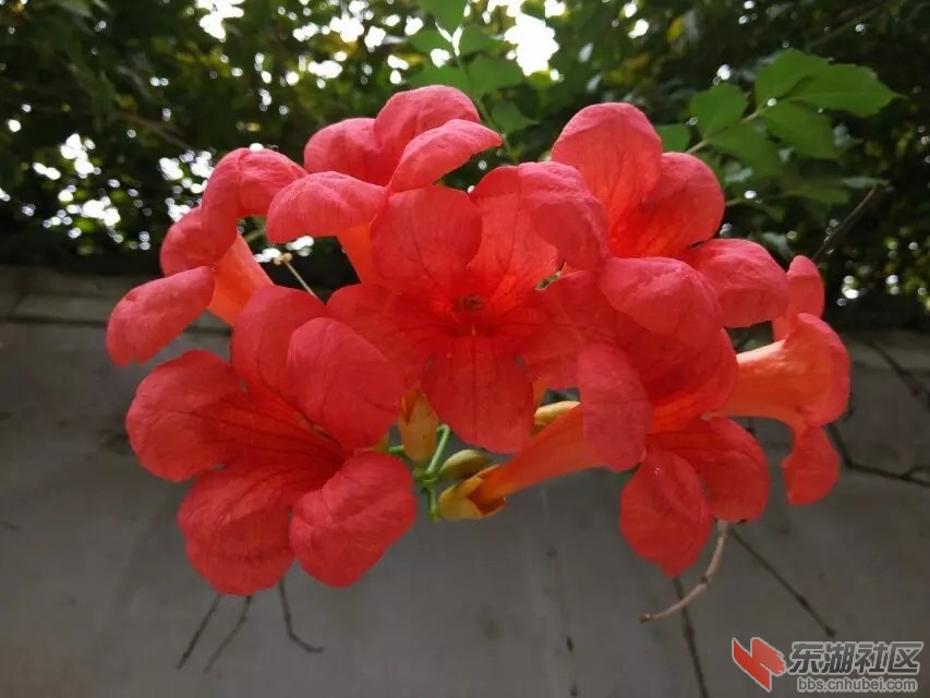 凌霄花1.jpg