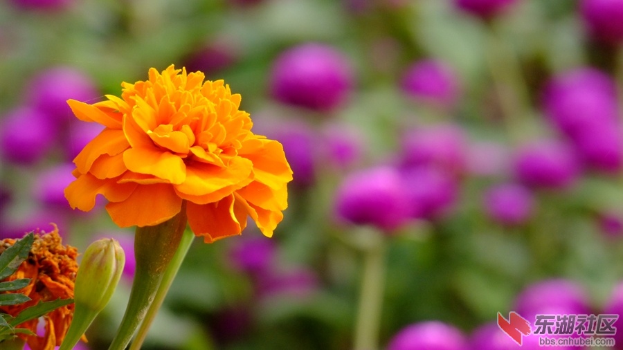 DSCF3517.jpg
