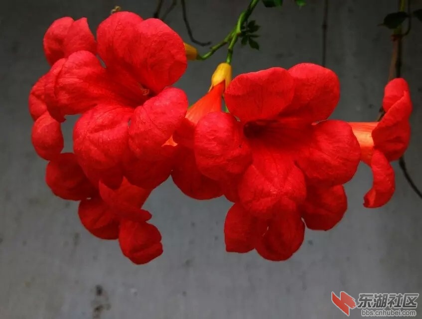 凌霄花2.jpg