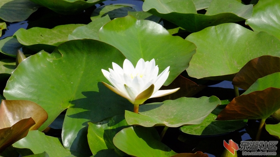 DSCF3532.jpg
