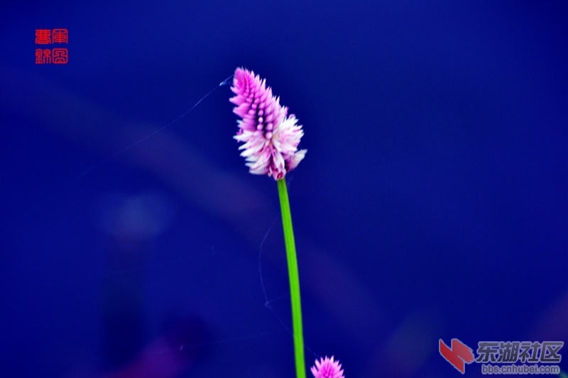 DSC_8304_副本.jpg