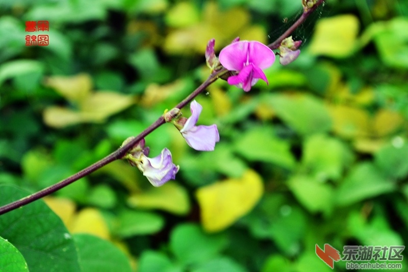 DSC_8519_副本.jpg