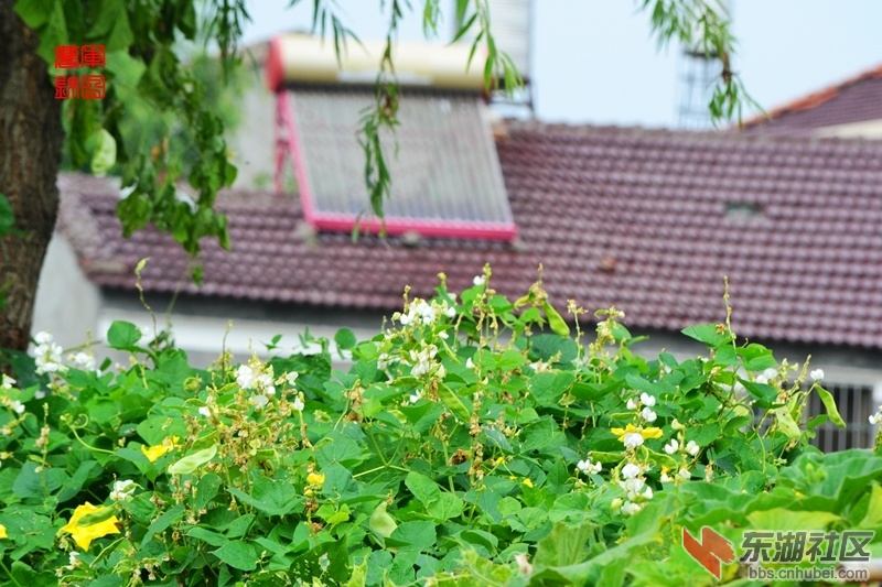 DSC_8387_副本.jpg