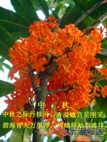 丹桂_副本.jpg
