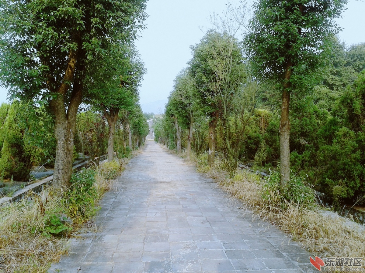 红军烈士墓林景区7.jpg