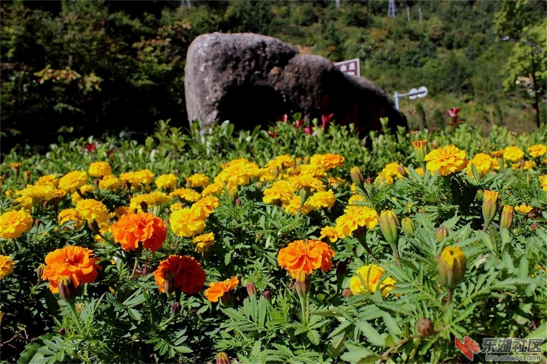 繁花迎国庆.JPG