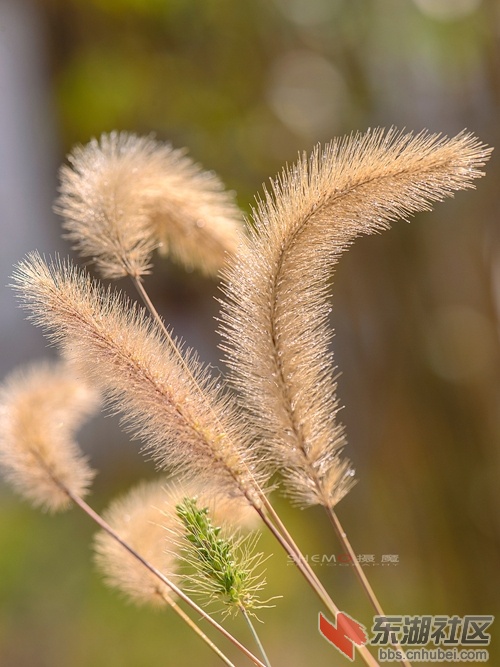 DSC_1767_副本.jpg