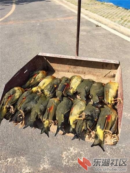 xiangsiniao1.jpg