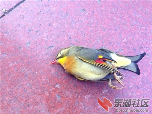 xiangxi3.jpg