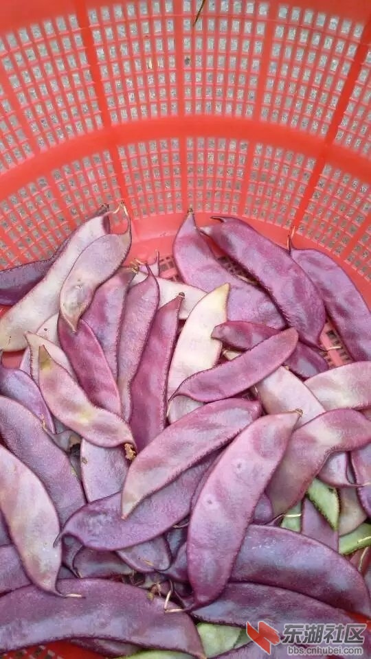 扁豆在.jpg
