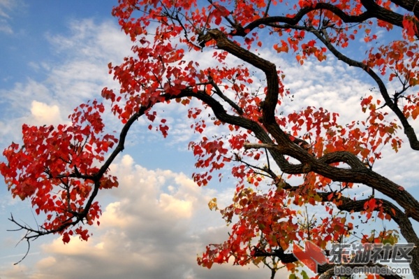 20151027154632_595.jpg