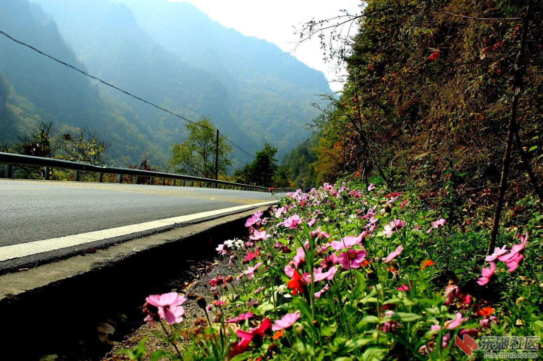 路边野花.jpg