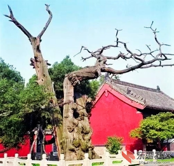 6古柏老桧.jpg