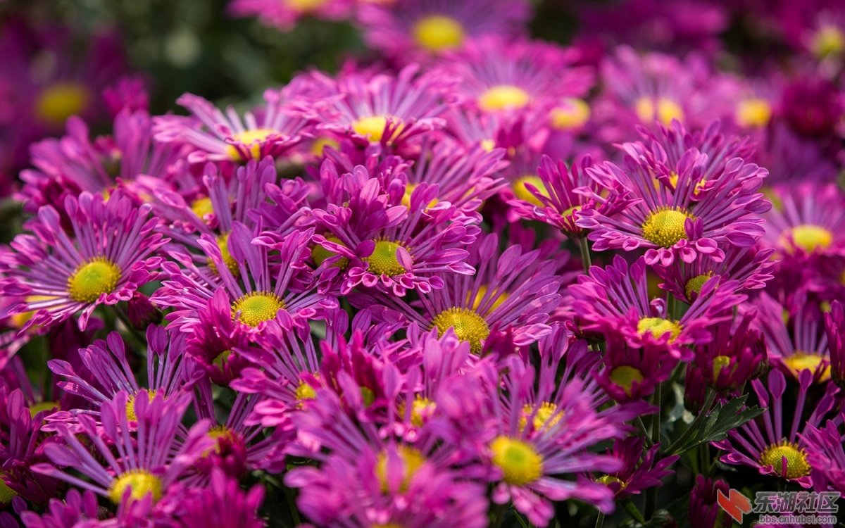 15菊花 001.jpg