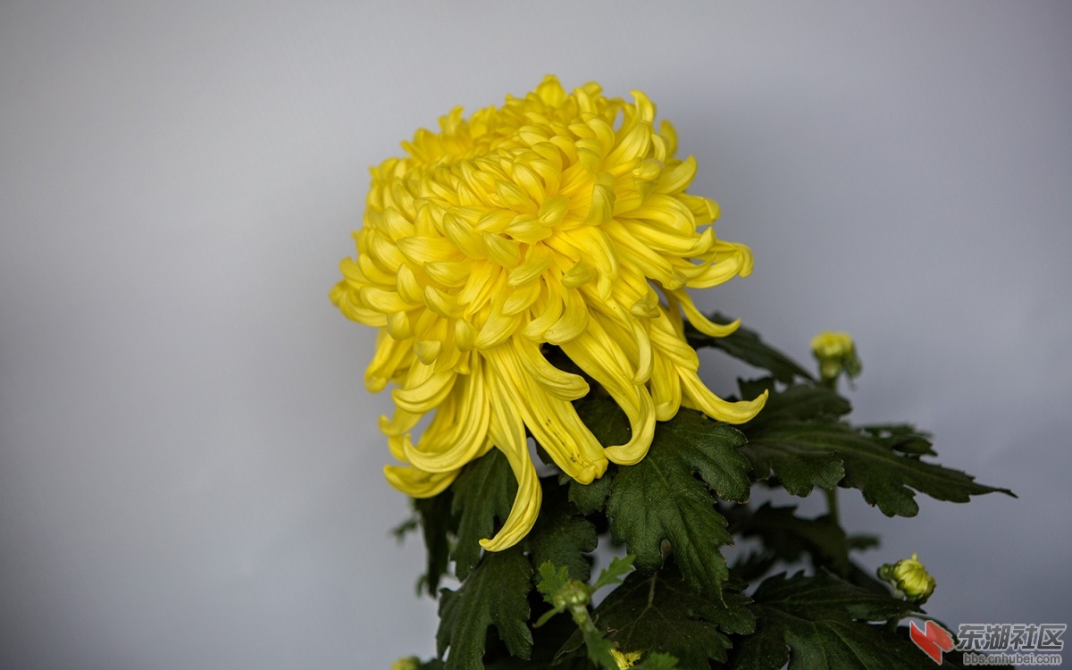 15菊花 037.jpg