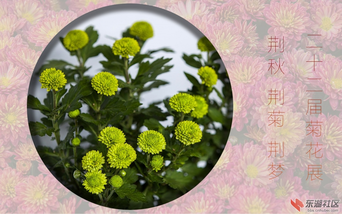15菊花 040.jpg