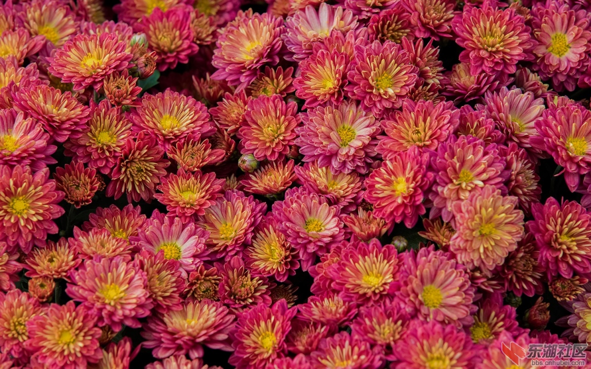 15菊花 014.jpg