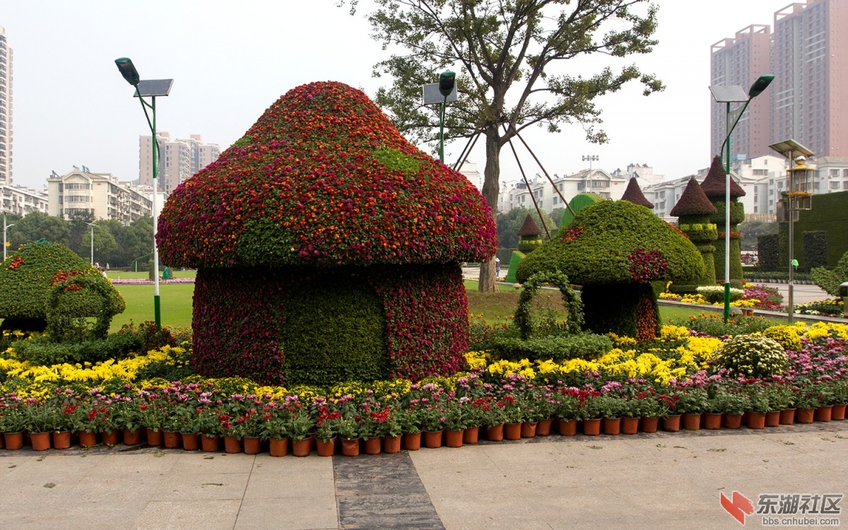 龙泉--菊花-2 006.jpg
