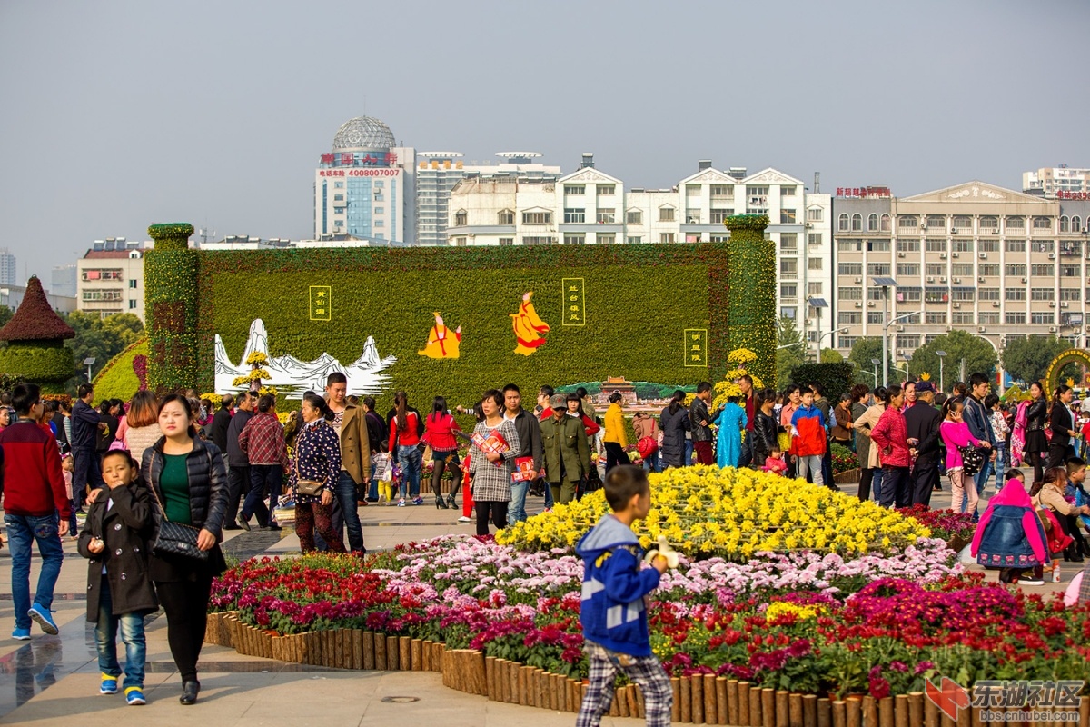 15菊花 003.jpg