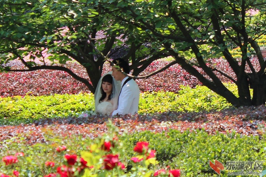 花丛中的情侣.jpg