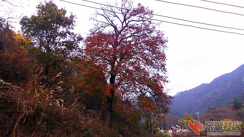 霜叶红如二月花