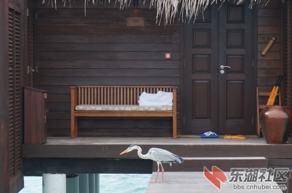 Bodu-Hithi50.jpg