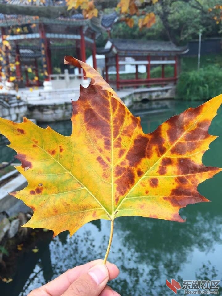 QQ图片20151121133457.jpg
