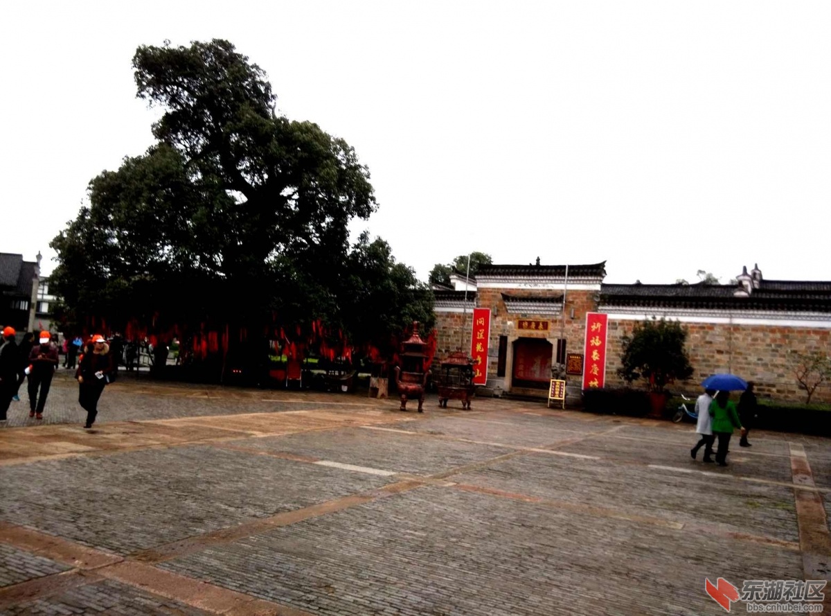 道场古树.jpg