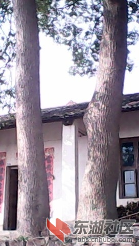 树1.jpg
