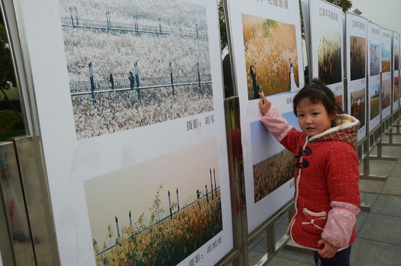 汉口江滩第七届芦花节 2015-11-29 165.jpg