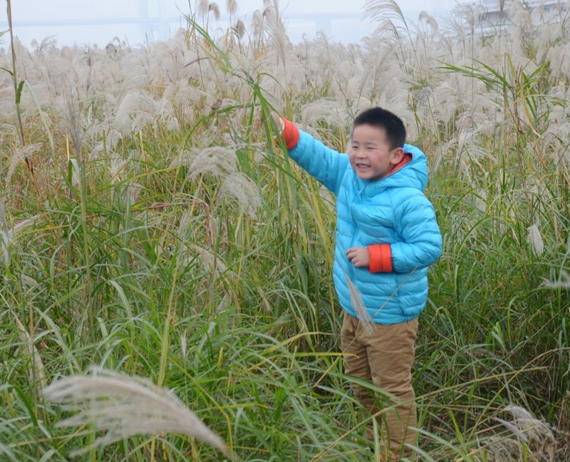 汉口江滩第七届芦花节 2015-11-29 011.jpg