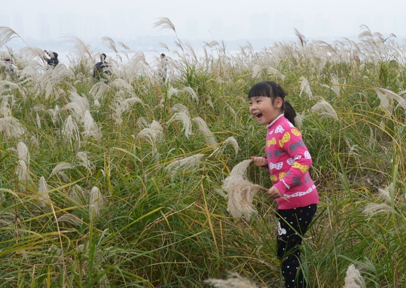 汉口江滩第七届芦花节 2015-11-29 018.jpg