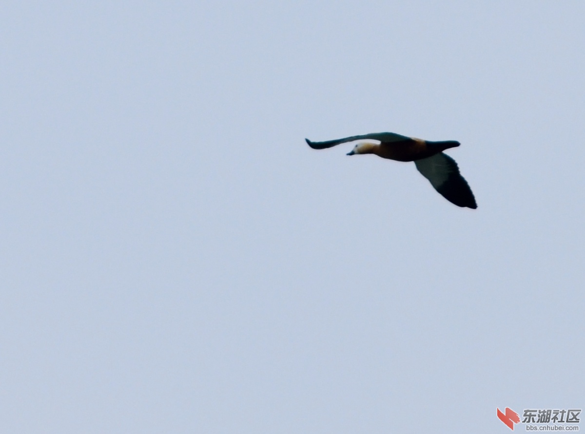 DSC_5454.JPG