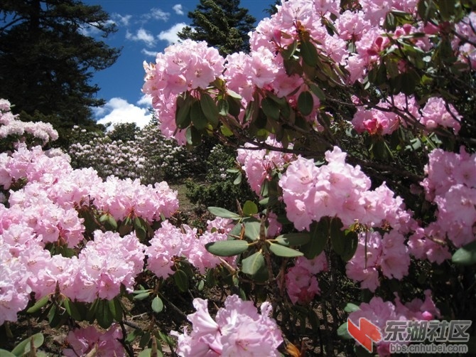白马雪山杜鹃花1.jpg